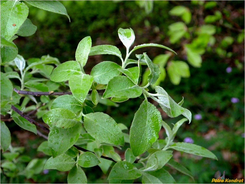 Image of Salix caprea specimen.