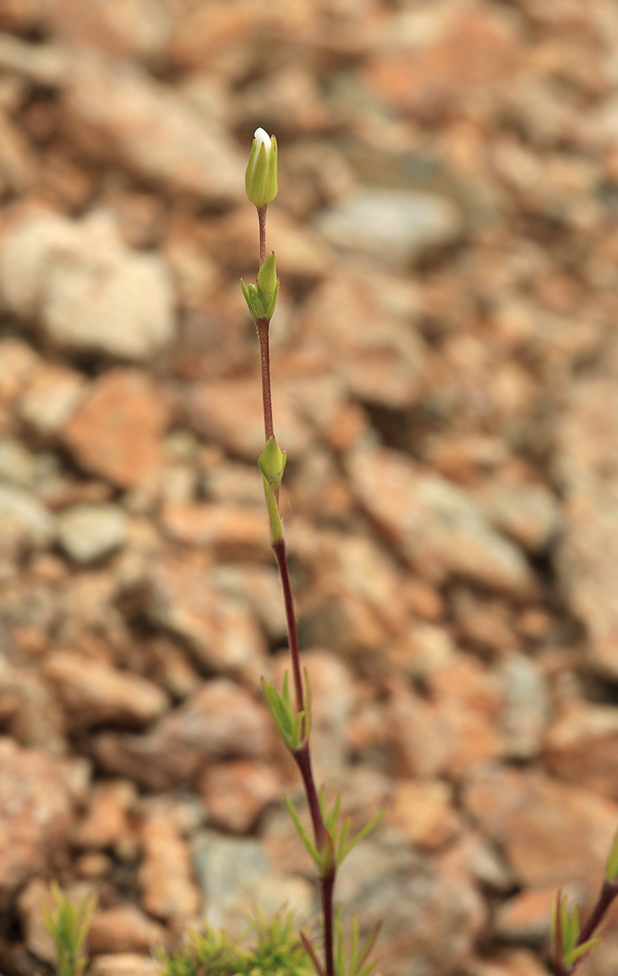 Изображение особи Minuartia laricina.