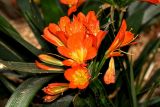 Clivia miniata