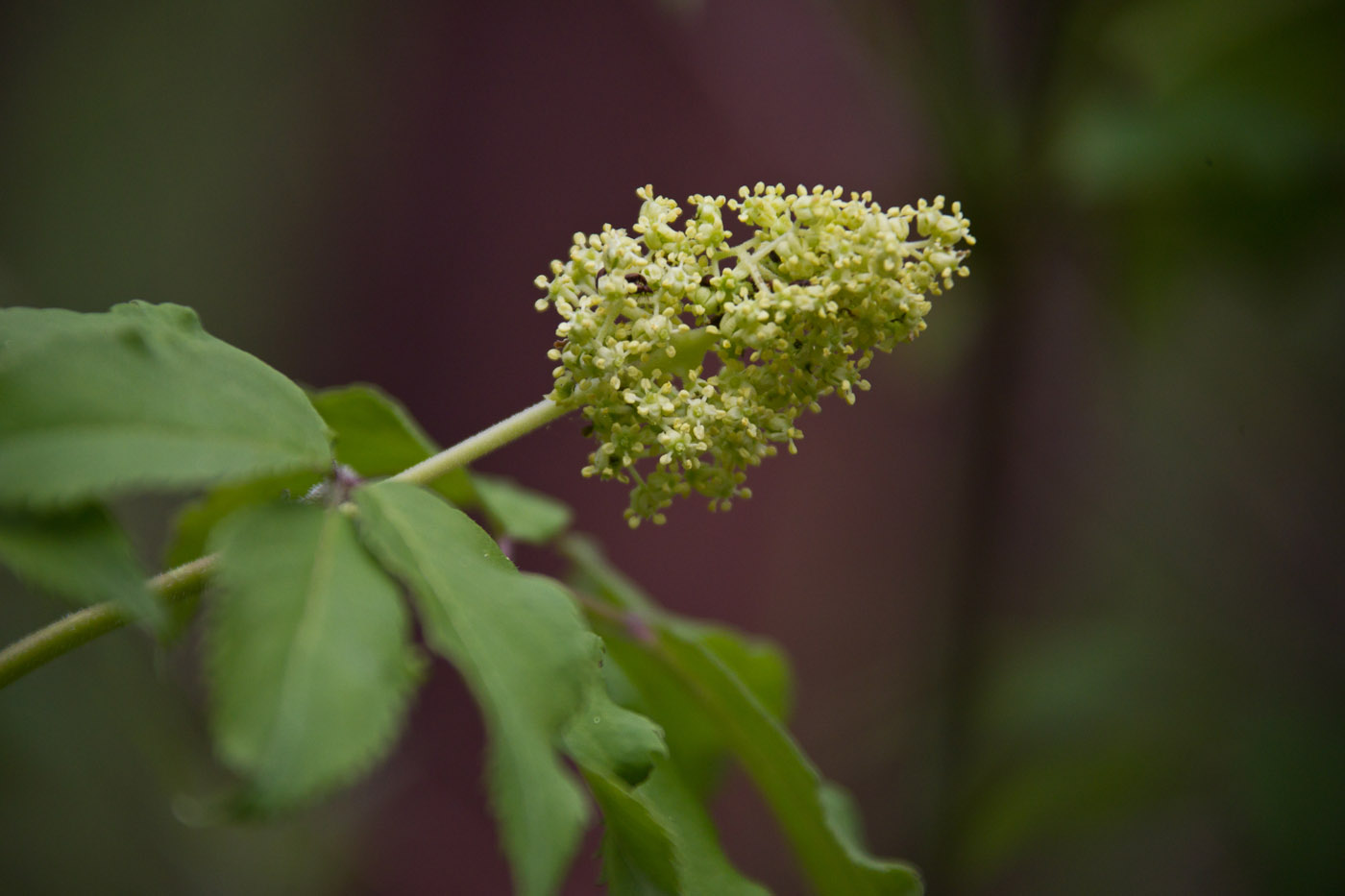 Image of Sambucus sibirica specimen.