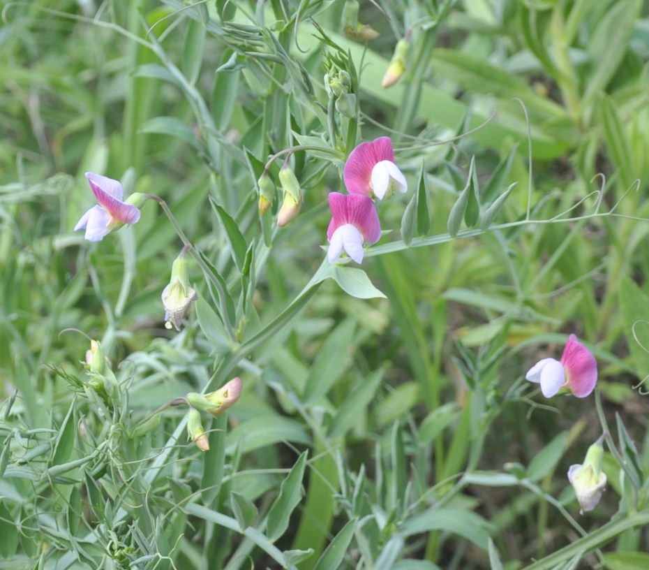 Изображение особи Lathyrus clymenum.