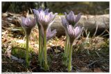 Pulsatilla patens