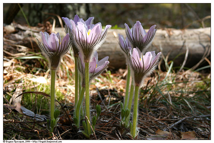 Изображение особи Pulsatilla patens.