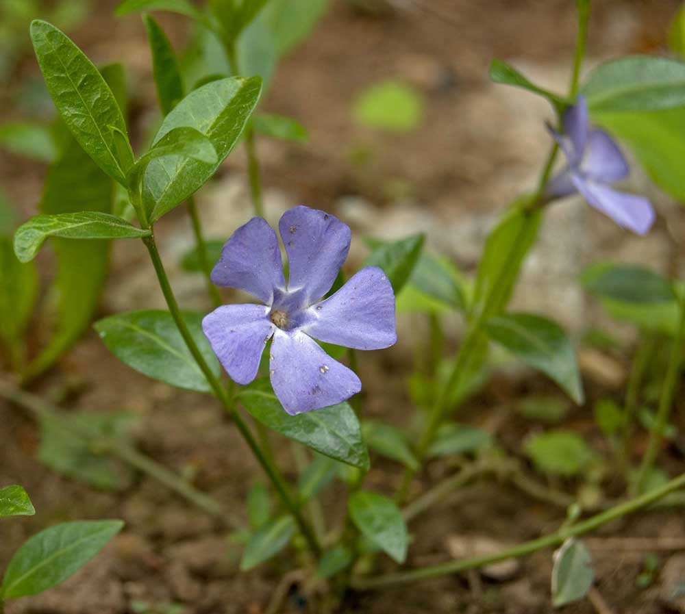 Image of Vinca minor specimen.
