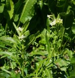 Armoracia rusticana
