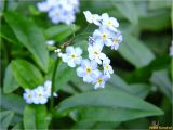 Myosotis nemorosa