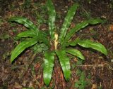 Phyllitis scolopendrium. Вегетирующее растение. Краснодарский край, м/о город-курорт Сочи, окр. с. Хлебороб, лиственный лес. 12 июня 2017 г.