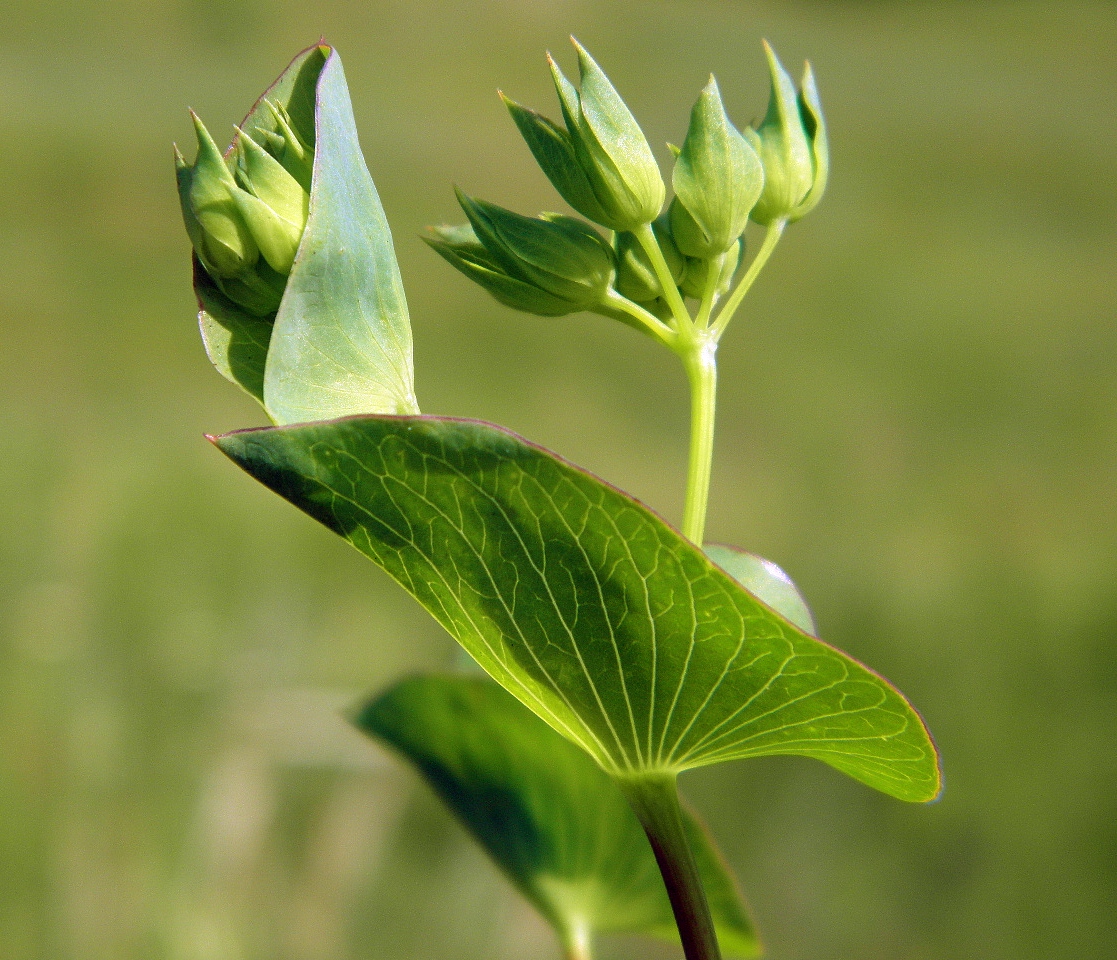 Image of Bupleurum rotundifolium specimen.