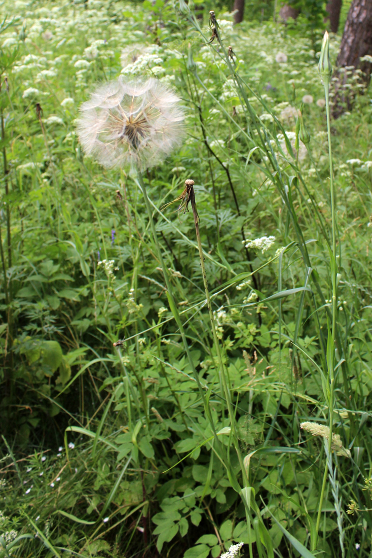 Image of Tragopogon pratensis specimen.