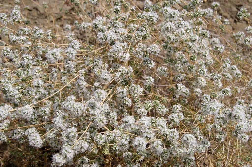 Изображение особи Acanthophyllum mucronatum.