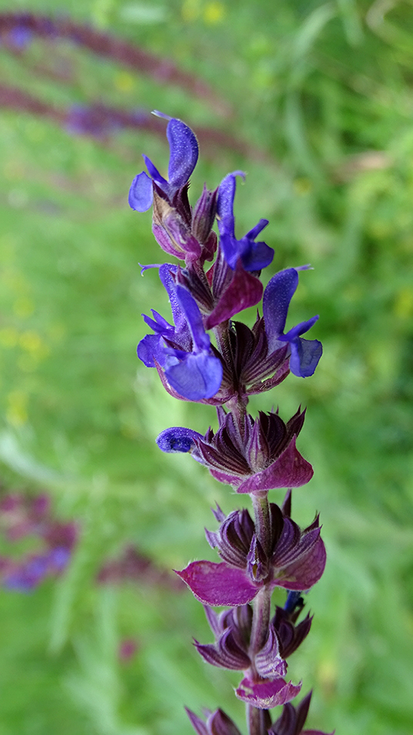 Image of Salvia nemorosa specimen.