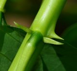 Erythrina crista-galli. Часть стебля с основанием листа. Таиланд, о-в Пхукет, ботанический сад. 16.01.2017.