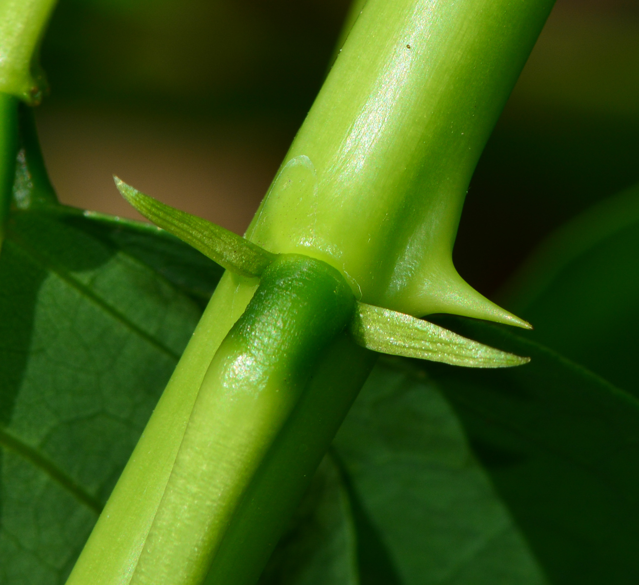 Изображение особи Erythrina crista-galli.