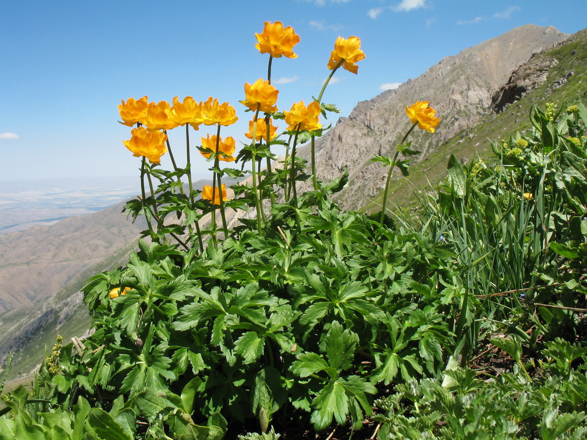 Image of Trollius altaicus specimen.