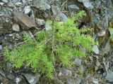 Larix sibirica