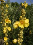 Verbascum phlomoides