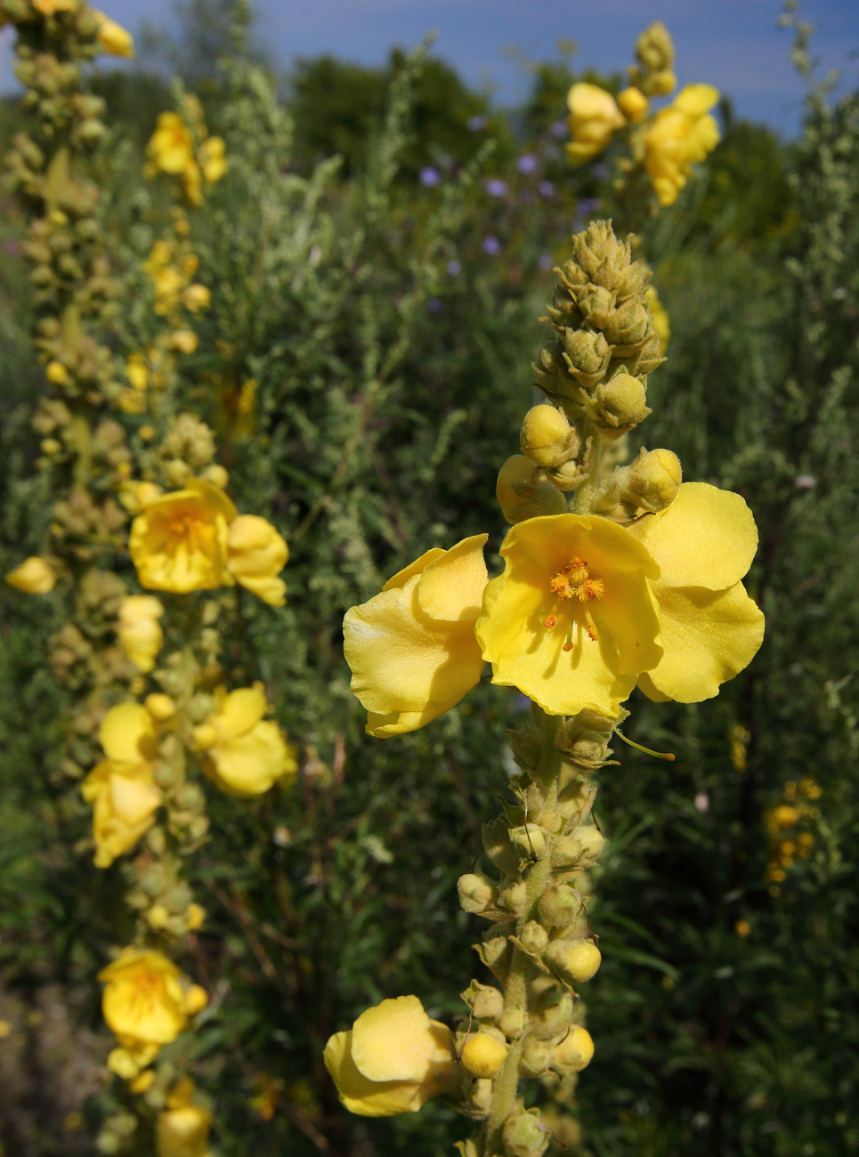 Image of Verbascum phlomoides specimen.