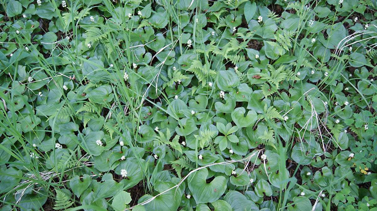 Изображение особи Maianthemum dilatatum.