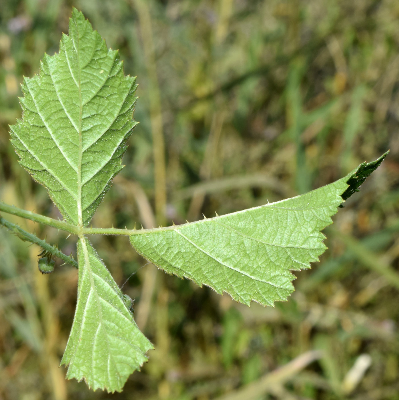 Image of Rubus caesius specimen.