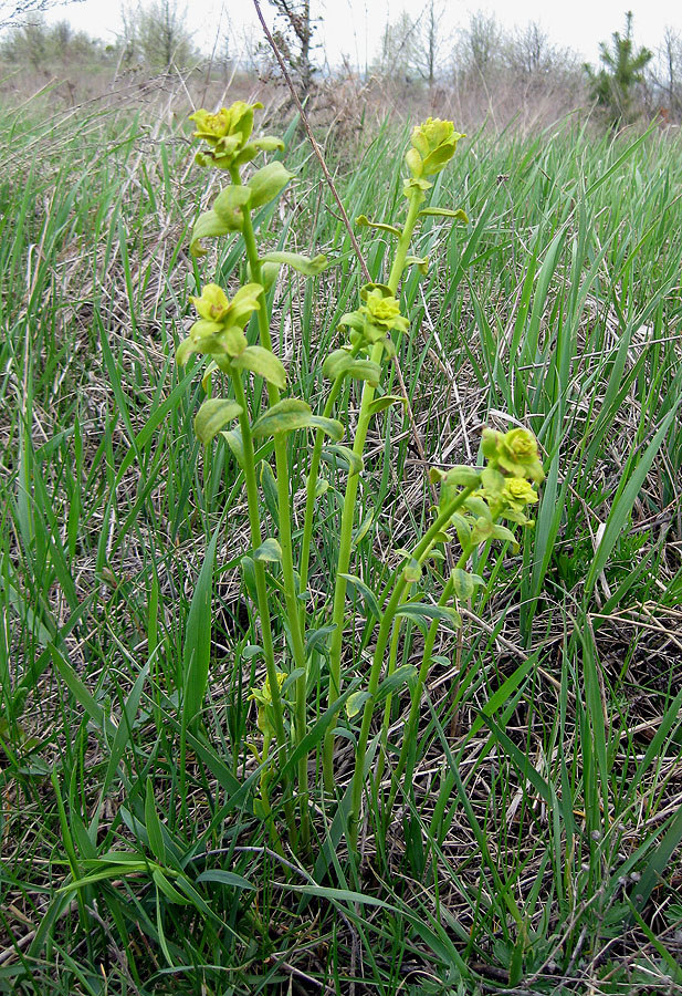 Image of genus Euphorbia specimen.