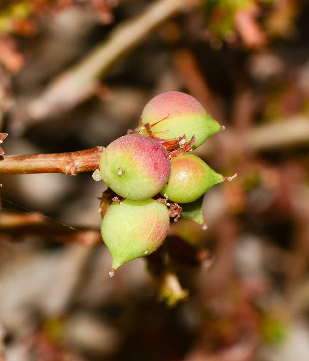 Image of Commiphora habessinica specimen.