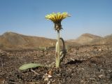 Taraxacum turcomanicum