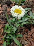 Leucanthemum × superbum. Цветущее растение. Москва, природно-ландшафтный парк \"Зарядье\", в культуре. 27.09.2017.