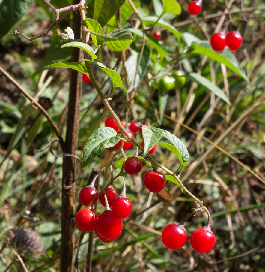 Image of Solanum dulcamara specimen.