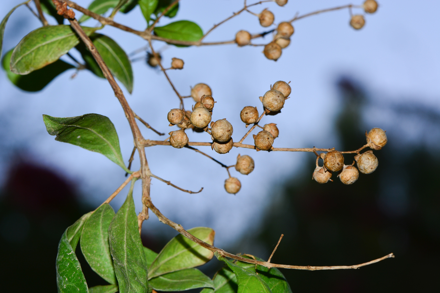 Image of Lawsonia inermis specimen.