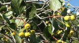 Sorbus taurica