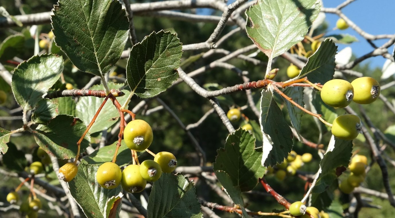 Image of Sorbus taurica specimen.