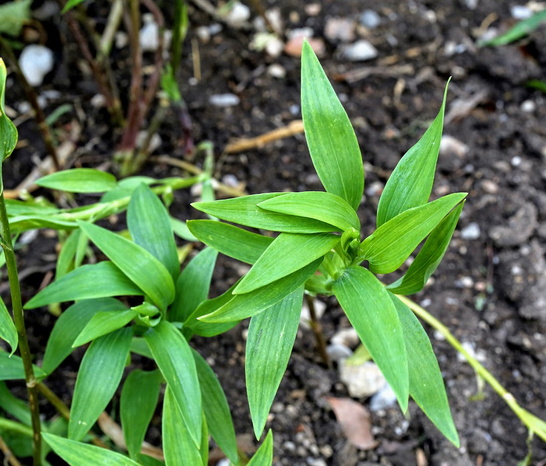 Изображение особи род Alstroemeria.