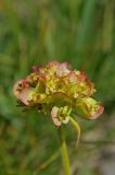 Patrinia sibirica. Соплодие. Казахстан, Восточно-Казахстанская обл., окр. г. Риддер, степной склон горы. 18.06.2015.