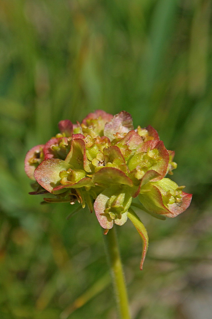 Image of Patrinia sibirica specimen.