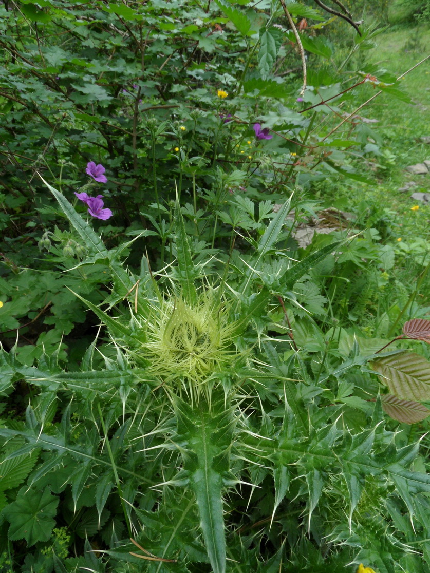 Image of Cirsium obvallatum specimen.