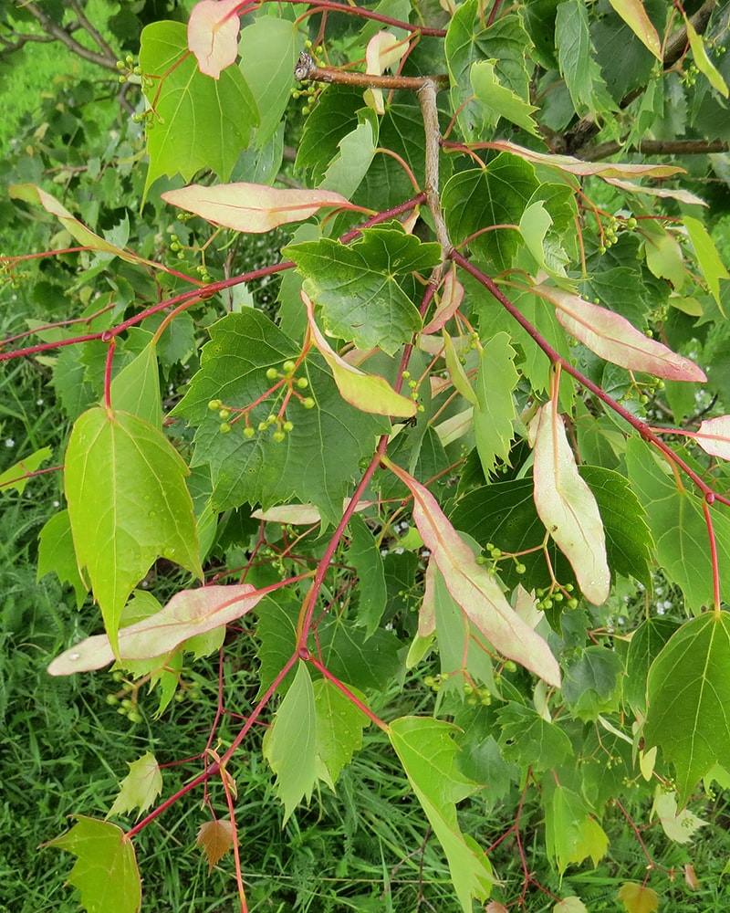 Image of Tilia mongolica specimen.