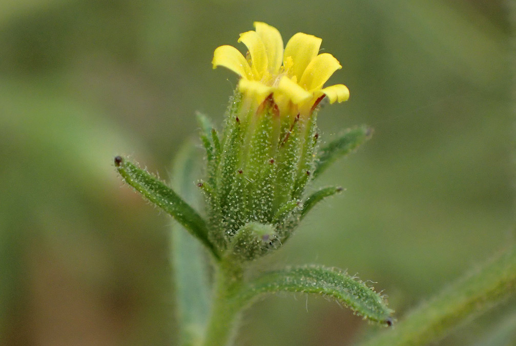 Image of Dittrichia graveolens specimen.