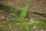 Polystichum aculeatum. Вегетирующее растени в расщелине между камней. Краснодарский край, г. Сочи, Лазаревский р-н, с. Барановка, берег р. Вост. Дагомыс. 05.08.2017.