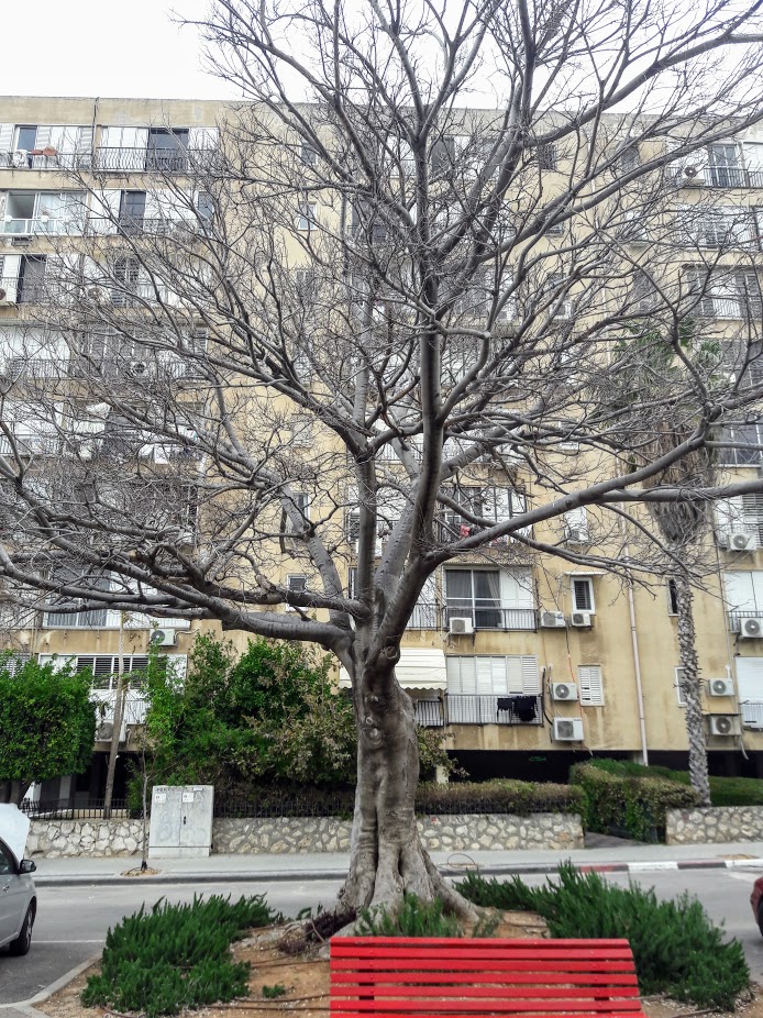 Image of Celtis australis specimen.