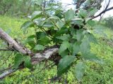 Betula dauurica