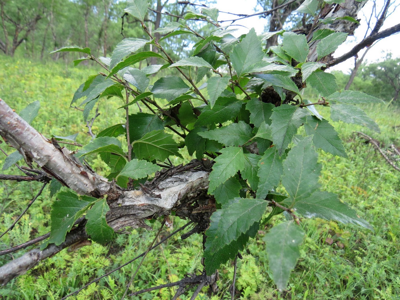 Image of Betula dauurica specimen.