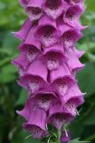 Digitalis purpurea