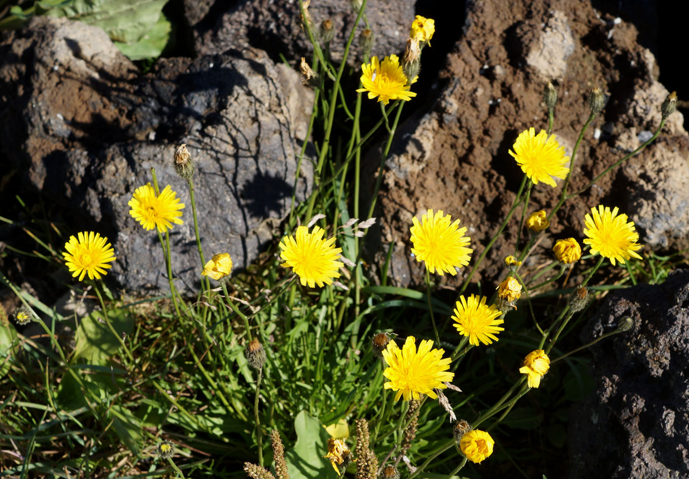 Image of Scorzoneroides autumnalis specimen.