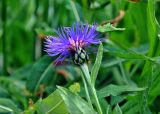 Centaurea nigrofimbria. Верхушка побега с соцветием. Абхазия, Рицинский реликтовый национальный парк, гора Агура, урочище Каменная Поляна, ≈ 2300 м н.у.м., субальпийский луг. 14.07.2017.