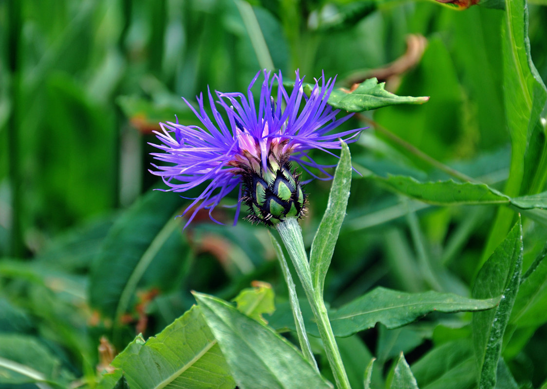 Image of Centaurea nigrofimbria specimen.