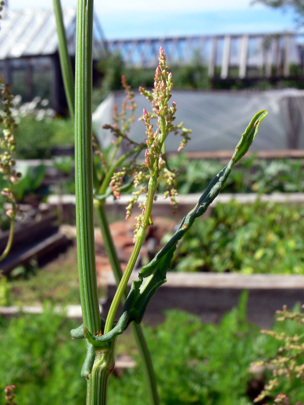 Image of Rumex acetosa specimen.