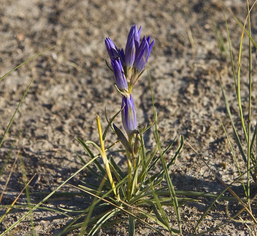 Изображение особи Gentiana decumbens.