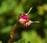 Rubus odoratus