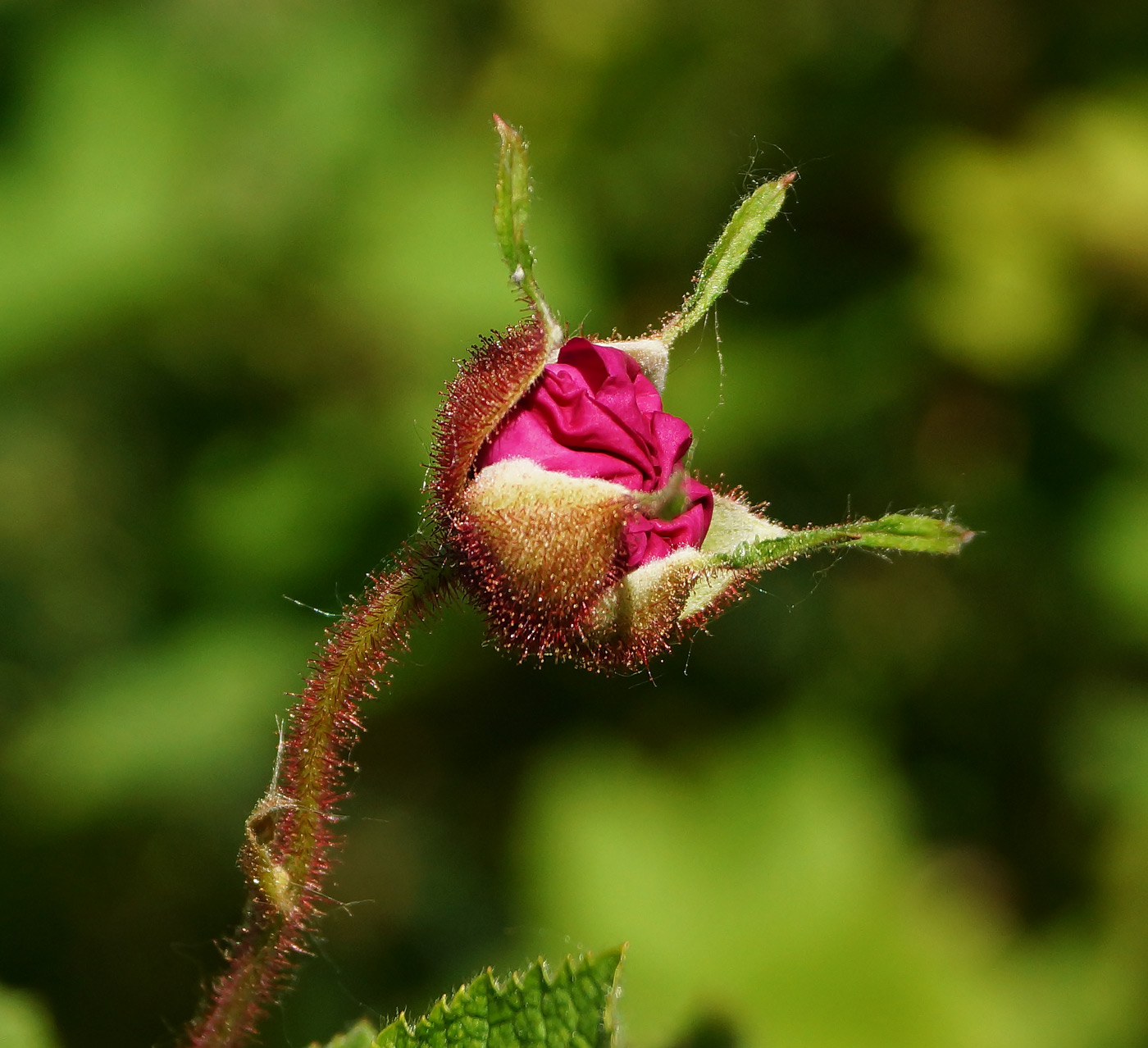 Image of Rubus odoratus specimen.