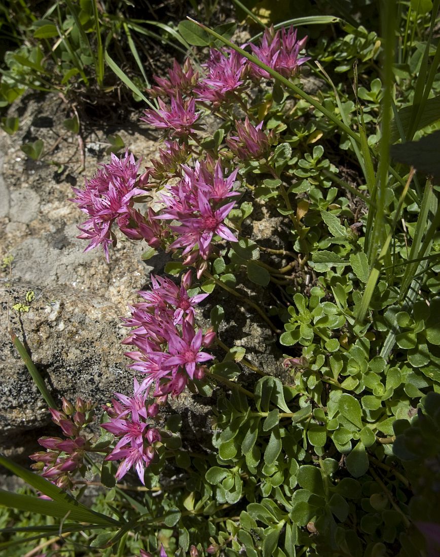 Изображение особи Sedum spurium.